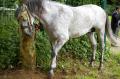  Le Maroc fete son Moussem a Evry-Bondoufle  - Les chevaux marocains Les Chevaux Marocains 087